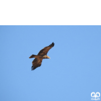 گونه عقاب صحرایی Aquila nipalensis